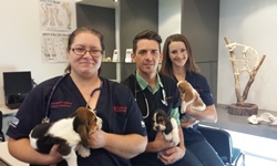 Veterinary science students head to Fiji 