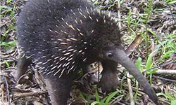 Long beaked echidna