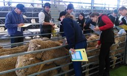 CSU students named merino champions 