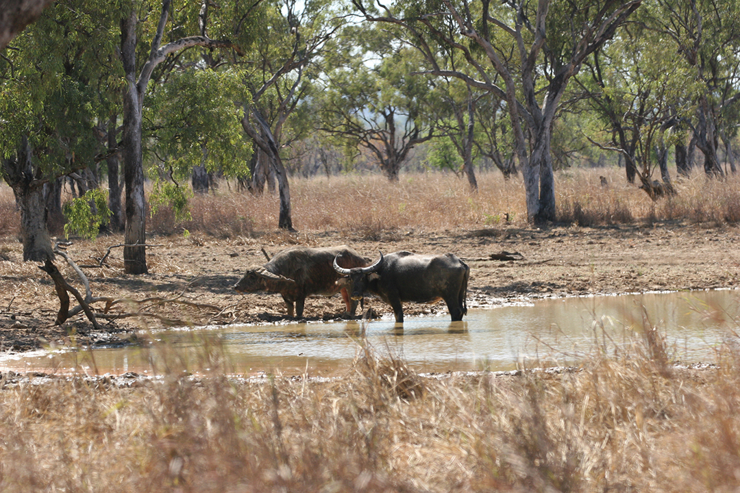 Water buffalo in NT