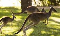 CSU Research: Fatal impact of toxic weeds on kangaroos 