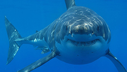 Great White Shark