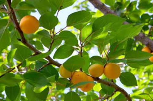 Apricot - prunus armeniaca