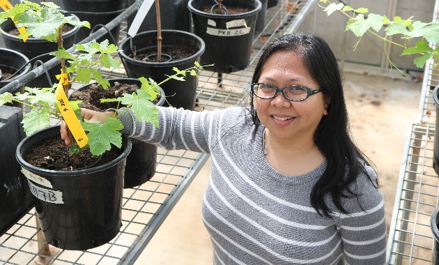 Charles Sturt research identifies potential for new biocontrol of Grapevine Trunk Diseases