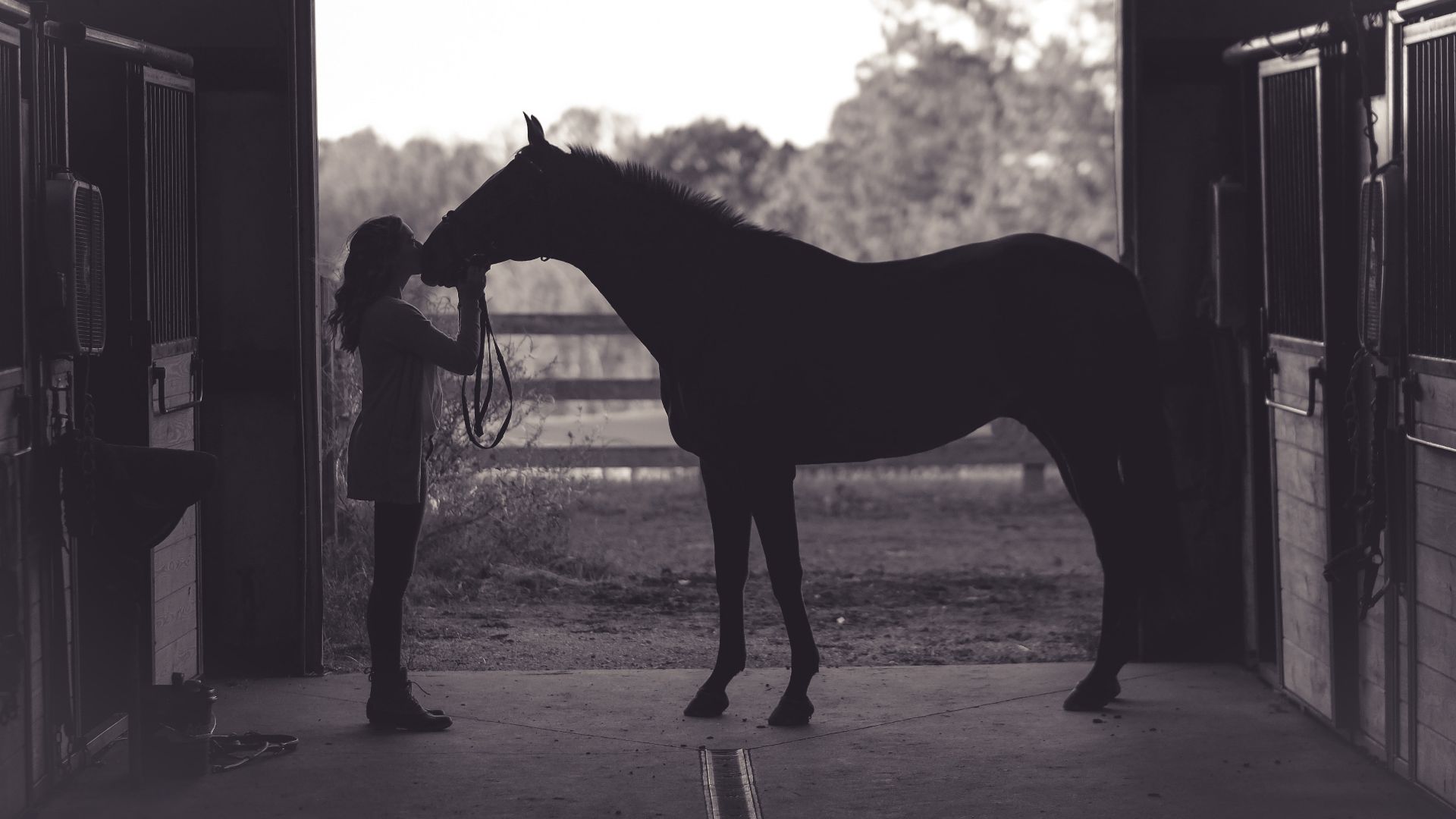 10 common things humans do that scare and confuse horses