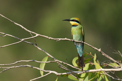 Help our wetlands - eavesdropping on wetland birds 