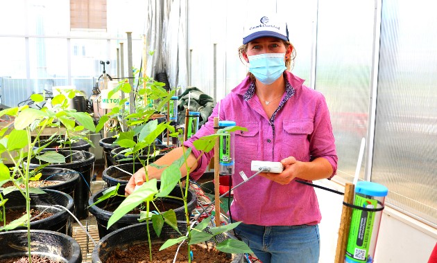 Charles Sturt glasshouse recreates Vietnam rice fields producing foods that can be grown globally 