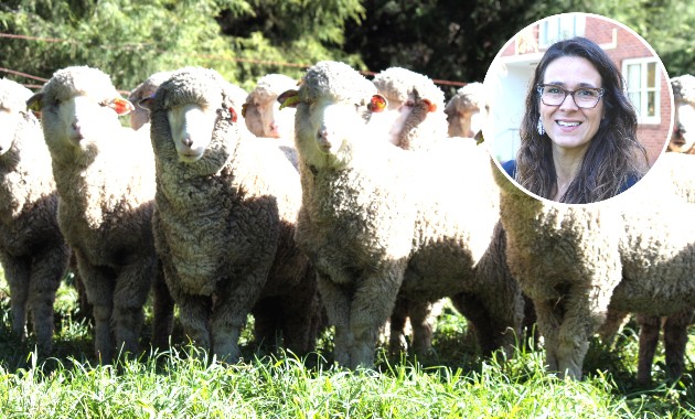 NSW sheep and goat producers urged to have their say on electronic identification