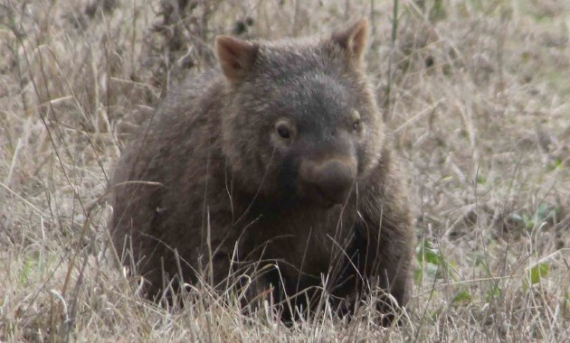 Research to help conserve wombat populations and minimise road accidents