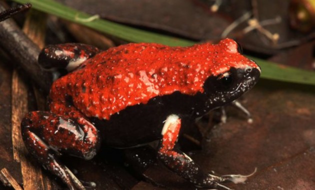 Landholders to learn how to preserve crucial frog habitats in Comboyne 