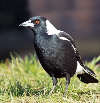 magpie standing on green grass