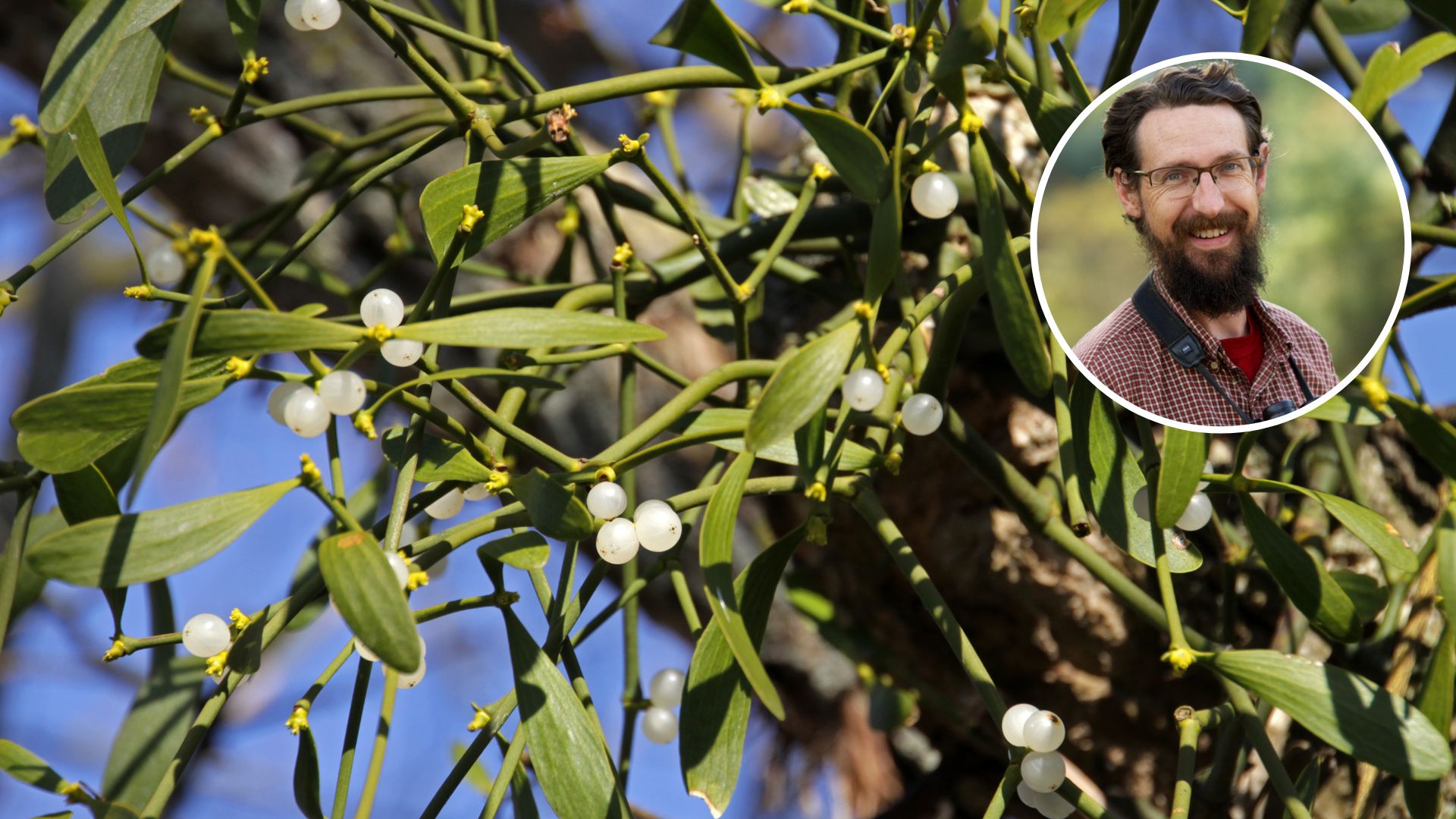 How we brought mistletoes back to the trees of Melbourne – while warding off hungry possums