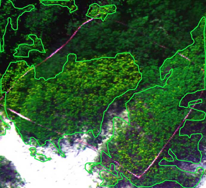 RGB image showing labelling polygons of target plant species (Bitou Bush)