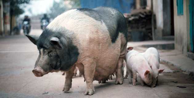 Preparing pig producers in Viet Nam for African swine fever