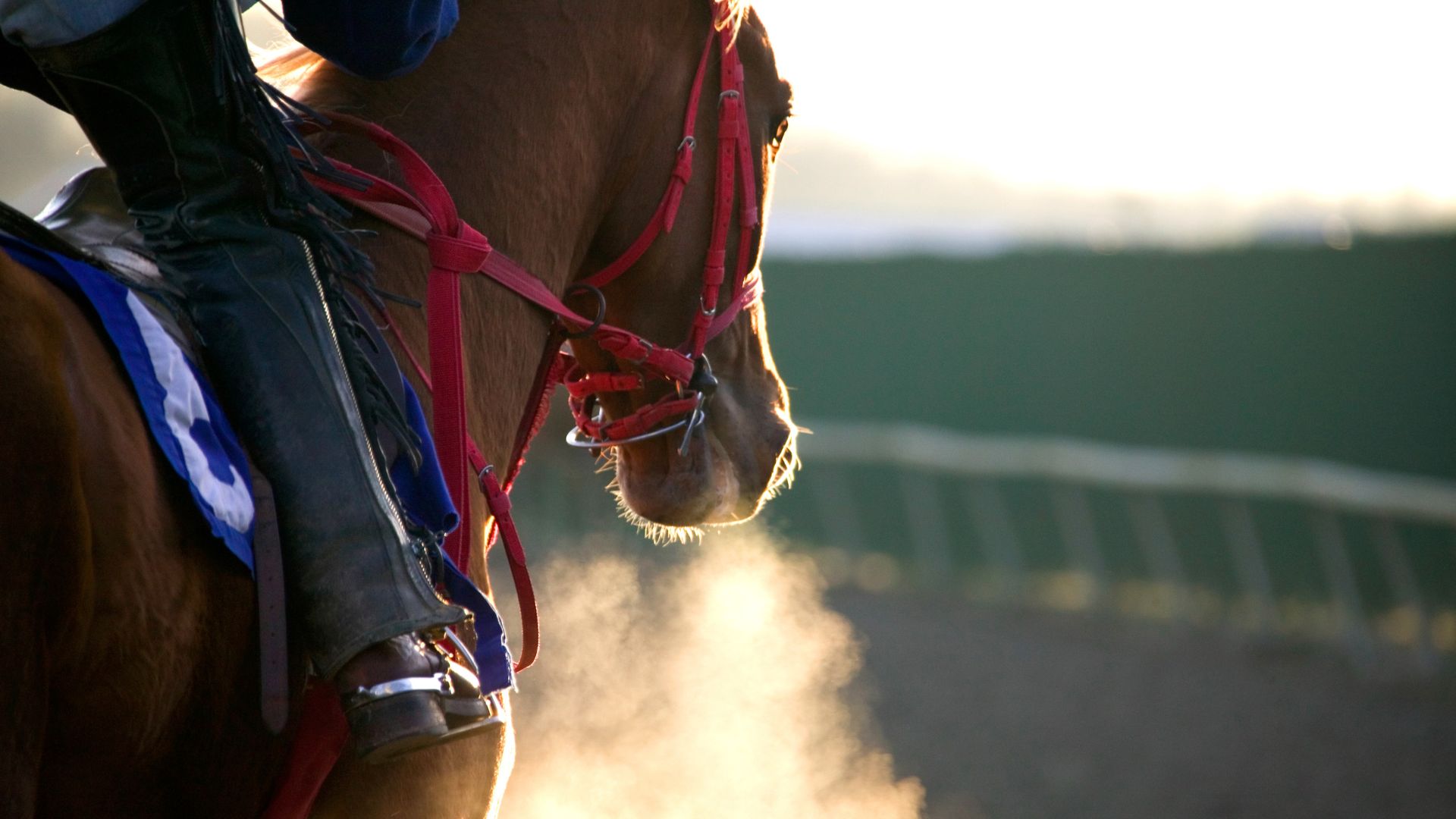 Black Caviar’s death prompts uncomfortable questions about how champion mares spend their retirement