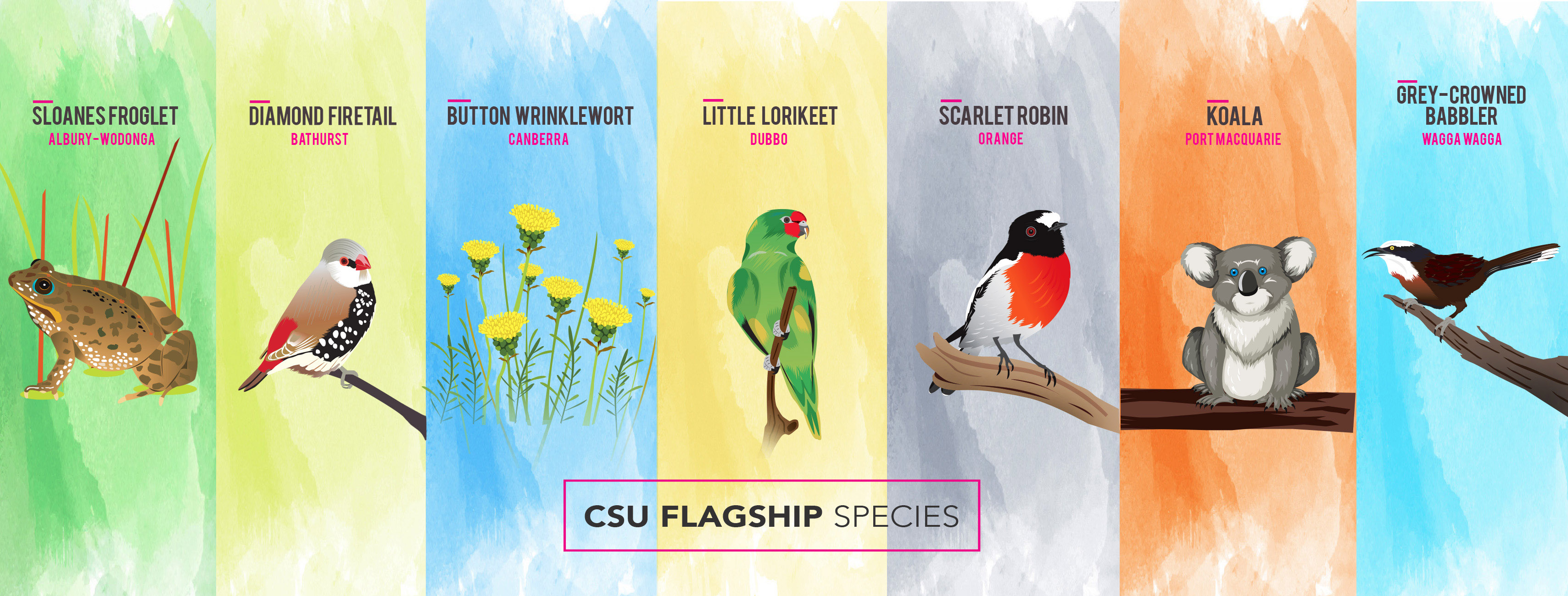 Banner showing the drawings of the flagship species for each campus