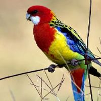 Eastern Rosella (<em>Platycercus eximius</em>)
