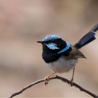 Superb Fairywren (<em>Malurus cyaneus</em>)