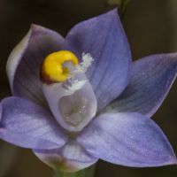 Slender Sun Orchid (<em>Thelymitra pauciflora</em>)