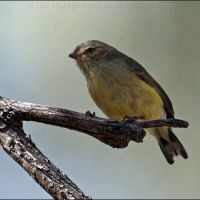 Weebill (<em>Smicrornis brevirostris</em>)