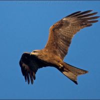 Black Kite (<em>Milvus migrans</em>)