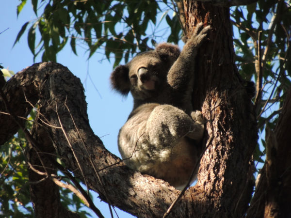 A koala in a gum tree