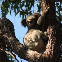 Flagship species Koala  (<em>Phascolarctos cinereus</em>) is vulnerable. Wiradjuri names include kaola, colah, coola, colo and more. 