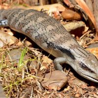 Eastern Blue Tongue Lizard (<em> Tiliqua scincoides </em>)