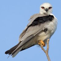 Black Shouldered Kite (<em>  Elanus axillaris </em>)