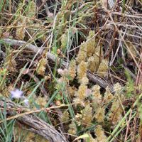  Pussy tails (<em> Ptilotus spathulatus </em>)