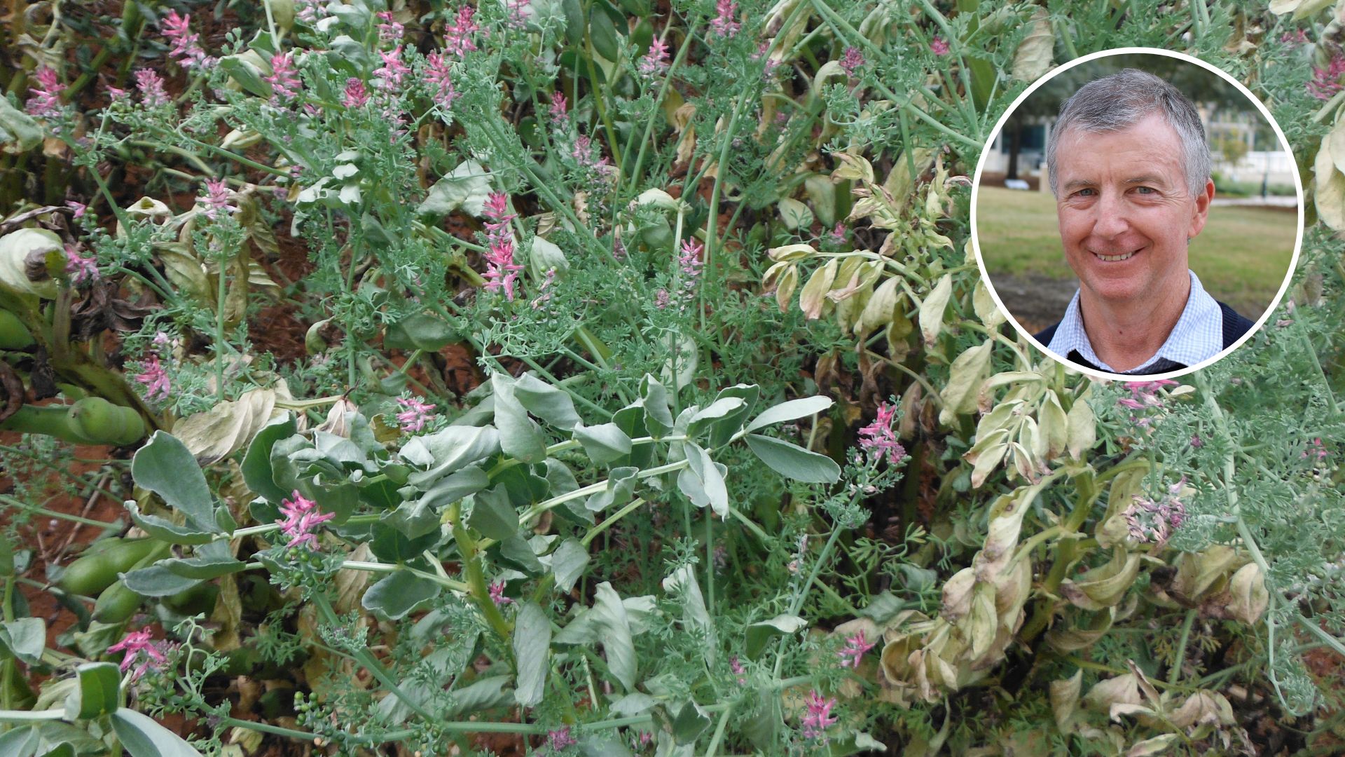 Charles Sturt one of four key sites for $47 million weed management initiative 