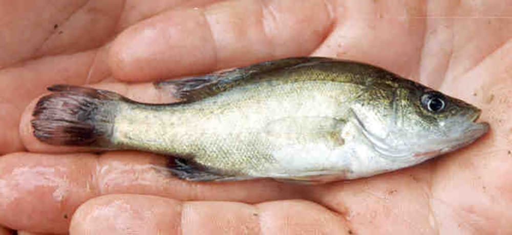 Golden perch