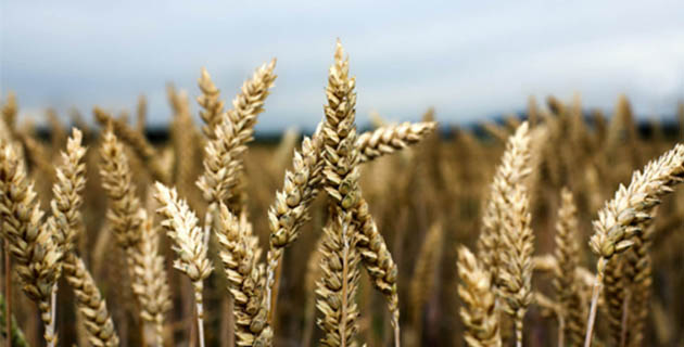 Partner with Charles Sturt