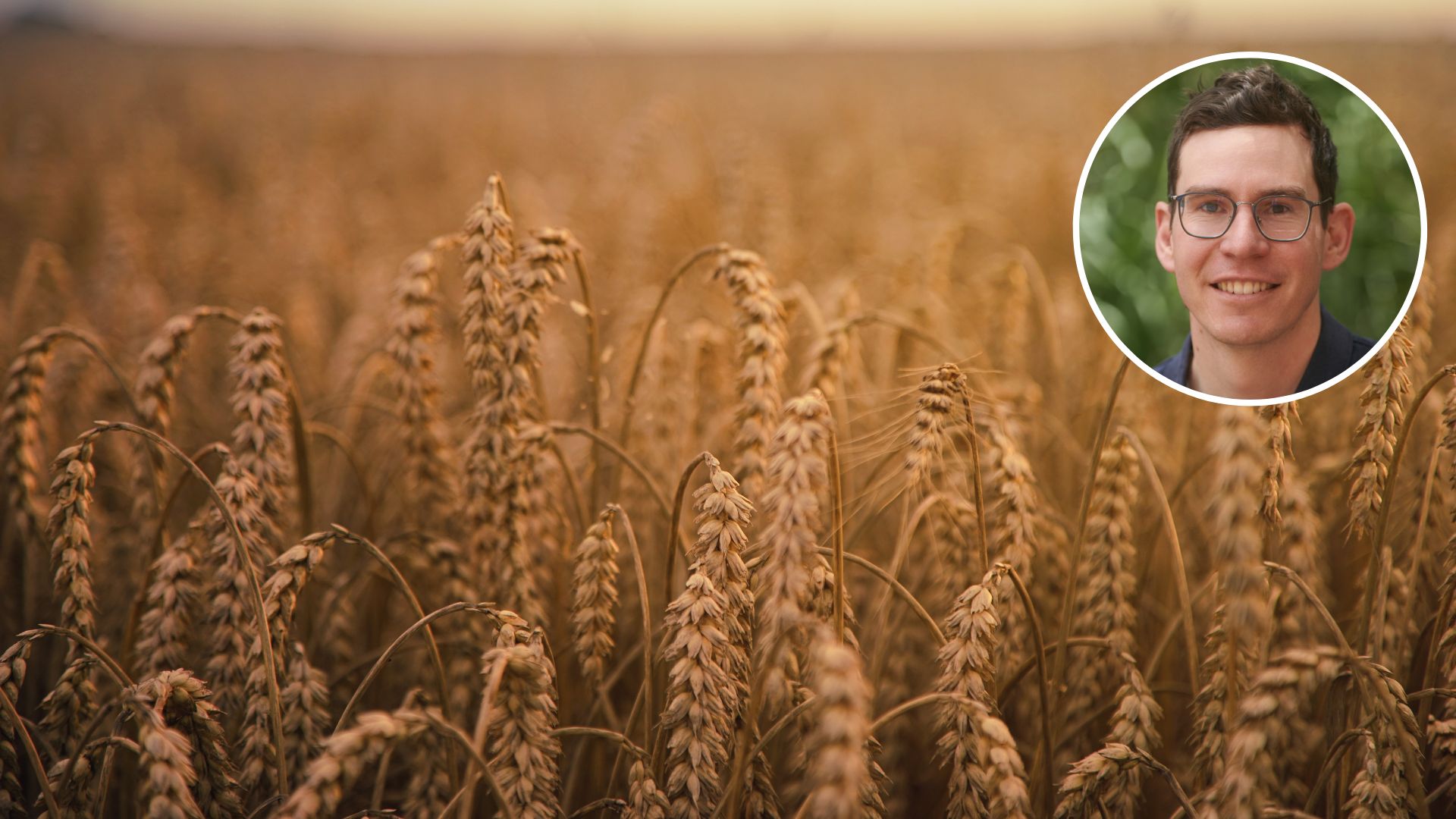 Short-season wheat ensures greater resilience for Australian cropping systems 