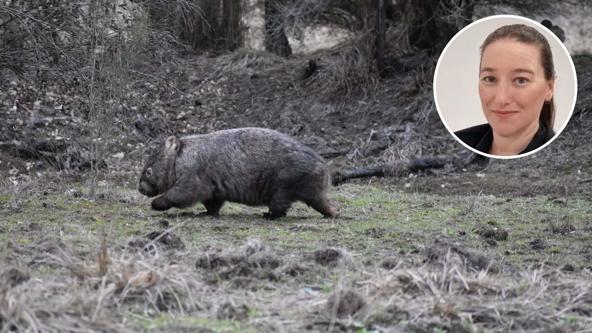 Scabies can kill animals like the beloved wombat. What’s the best way to diagnose it? 