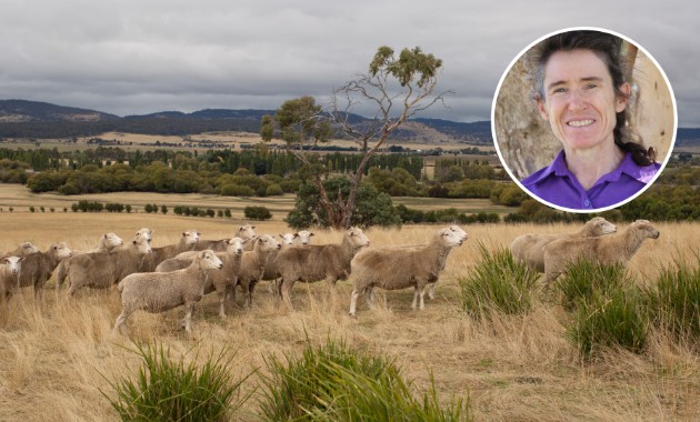 New research helps sheep producers make smarter drought decisions 