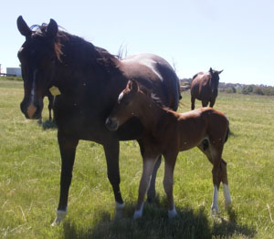 It is back to business for the CSU Equine Centre at Orange. 