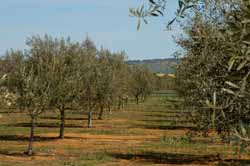 The CSU Experimental Olive Grove is in harmony with the surrounding farmland.