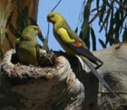 Regent parrots. Pic by D. Oliver, DECC