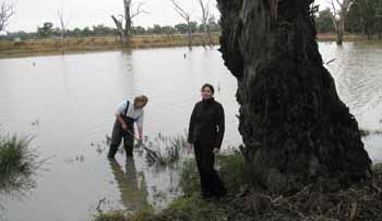 Charles Sturt study into rare animal sighting in Murrumbidgee wetlands -  CSU News