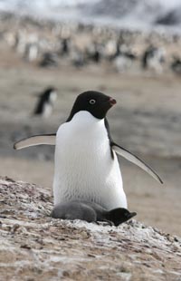 Brooding Adelie penguin. Courtesy M. Massaro