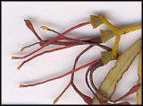 Sample of Amyema miraculosum