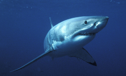 Using social media to understand attitudes towards sharks