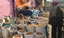 Studying chickpea use in India