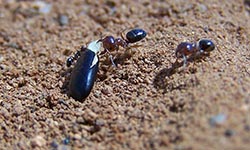 Mighty meat ants help spread native plants along roadsides