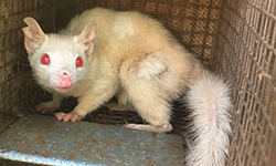 CSU students assist in the discovery of rare albino northern quoll  