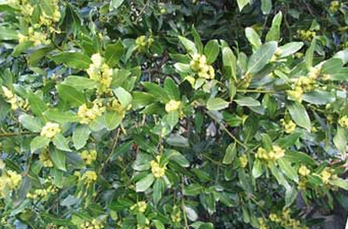 Bay Tree or Laurel - laurus nobilis