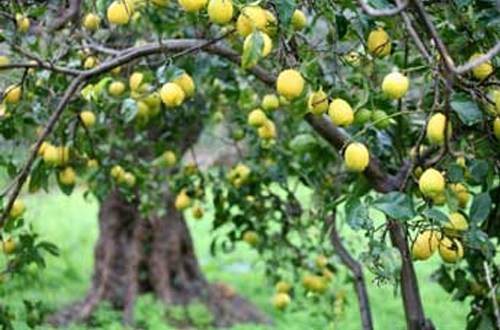 Lemon (for Citron) - citrus limon for citrus medica