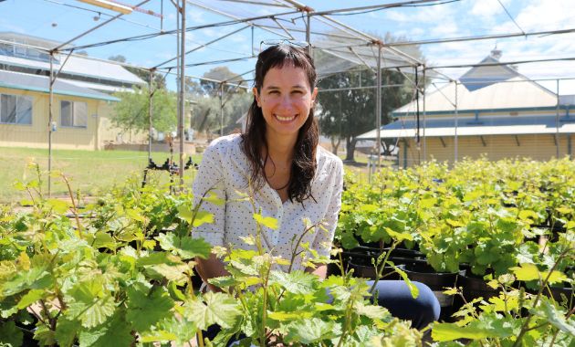 National recognition for Charles Sturt wine researcher 