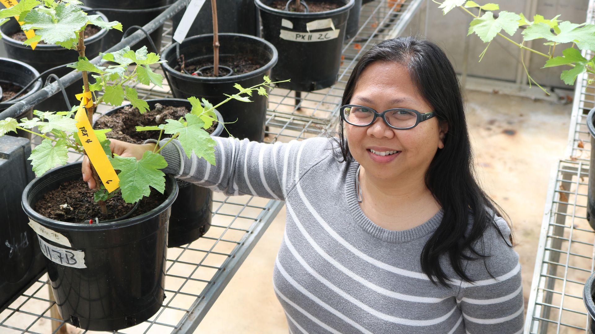 Charles Sturt research identifies potential for new biocontrol of Grapevine Trunk Diseases